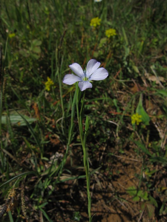 Linum bienne